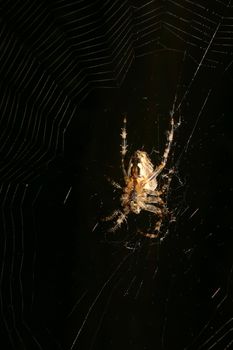 European garden spider (Araneus diadematus) in their Net