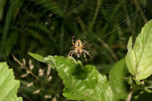 European garden spider (Araneus diadematus) in their Net