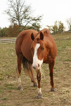 brown bay horse standing eating hay in field