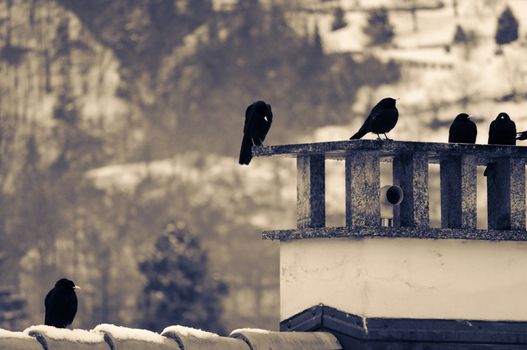 Split toned shot of crows resting on chimney on a winter day