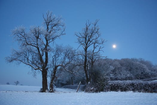 Snowy scene