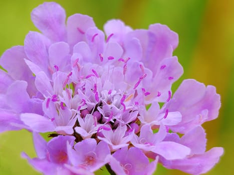 A single pink flower