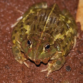 A bullfrog in the mud