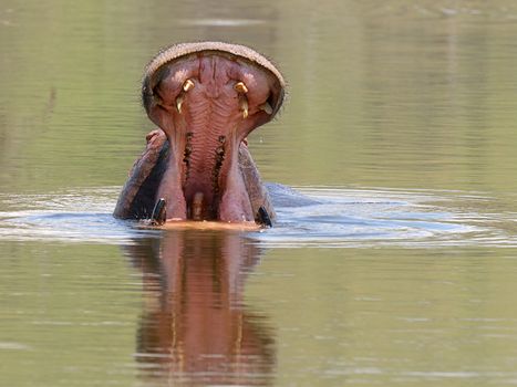 Hippo yawning