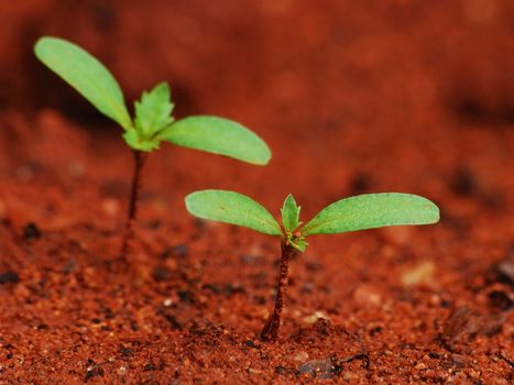 Two new seedlings