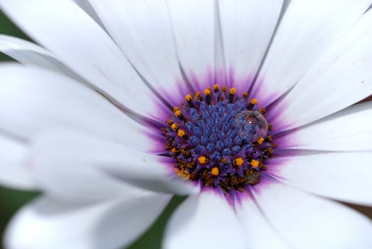 Close up of a white flower