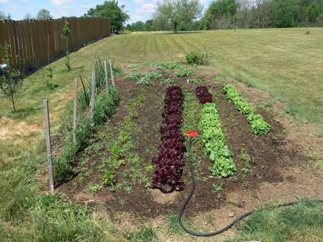 nice sized country garden in back yard