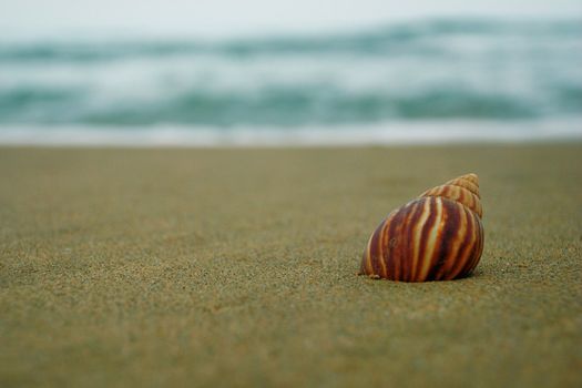 A seashell on the beach