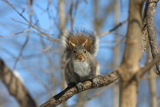eastern grey squirrel sitting on branch in morning sun