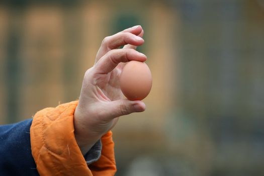 fresh farm egg held in hand just after visit to hen
