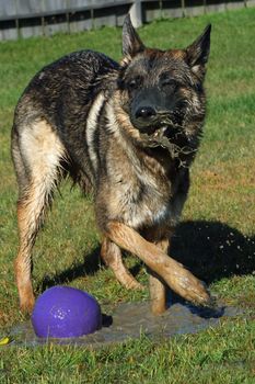 German Shepherd Dog plaing with ball