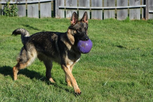 German Shepherd Dog plaing with ball