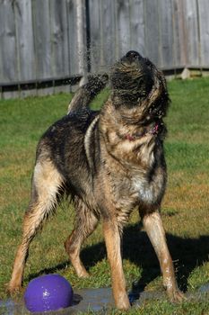 German Shepherd Dog plaing with ball