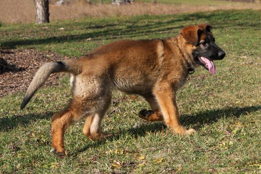 german shepherd puppy walking on grass in sun