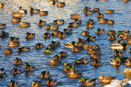 mallard ducks Anas platyrhynchos feeding in morning sun