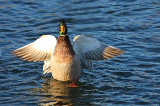 mallard duck anas platyrhynchos drake wings open in sun