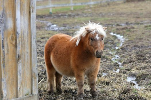 miniature horse standing beside barn on cloudy day