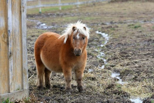 miniature horse standing beside barn on cloudy day