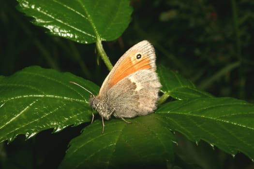 Small Heath (Coenonympha pamphilus) on a leaf