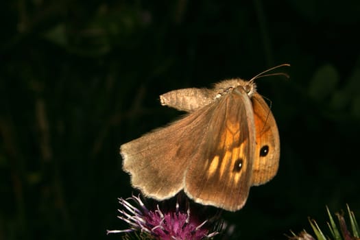 Small Heath (Coenonympha pamphilus) flying up