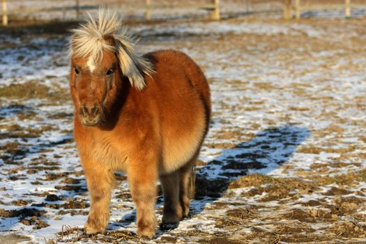 Miniature horse standing in morning sun in winter