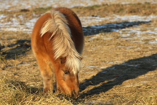 Miniature horse looking for food in morning sun