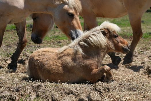 Miniature horse laying in field with norwegian fjord horses