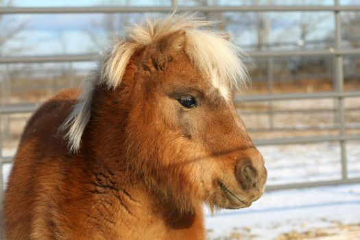 Miniature horse profile of head shot in sun
