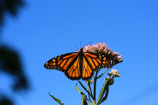 Monarch Butterfly Danaus plexippus on Joe-pye Weed