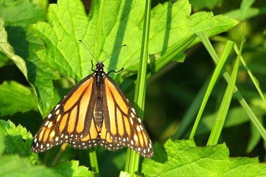 Monarch Butterfly Danaus plexippus in morning sun