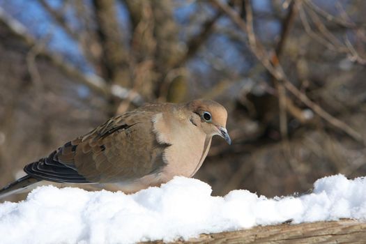 Mourning Dove Zenaida macroura in fresh snow in sun