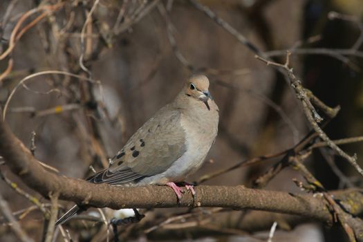Mourning Dove Zenaida macroura perched in sun on branch