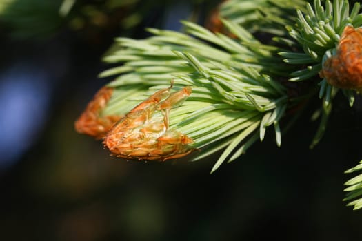 New growth fir tree bud in morning sun