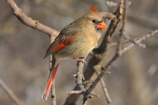 Northern Cardinal cardinalis female perched in sun on branch