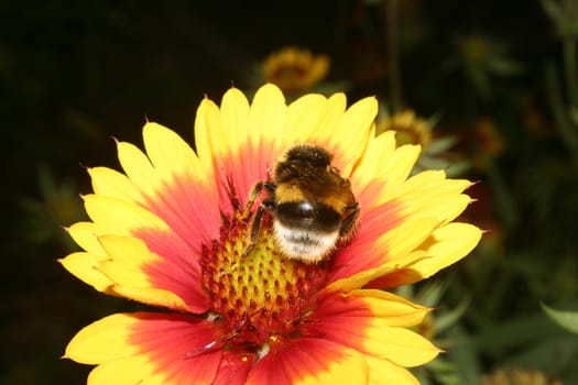 Large Earth Bumblebee (Bombus terrestris) on the blossom of a garden flower 