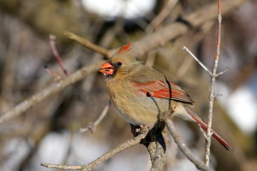 Northern Cardinal cardinalis female perched in sun on branch