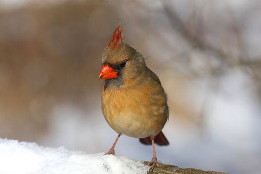 Northern Cardinal cardinalis female in sun in snow