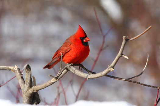 Northern Cardinal cardinalis male perched in sun on branch