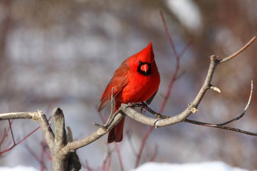 Northern Cardinal cardinalis male perched in sun on branch