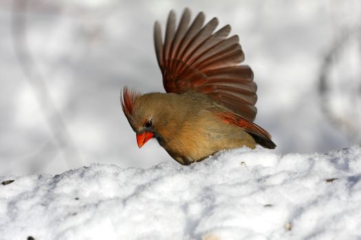 Northern Cardinal cardinalis female in fresh snow open wing