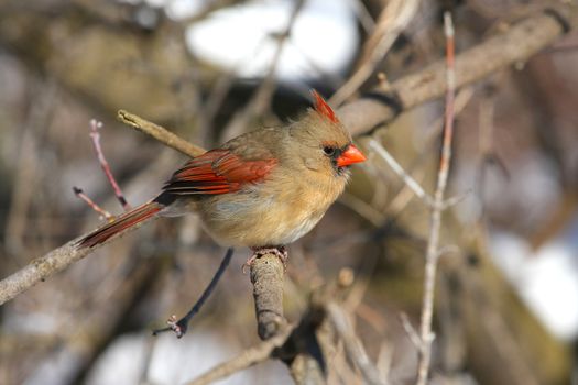 Northern Cardinal cardinalis female perched in morning sun