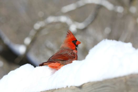 Northern Cardinal cardinalis male in fresh snow