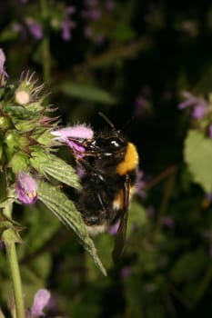 Large Earth Bumblebee (Bombus terrestris) on the flower of the dead nettle