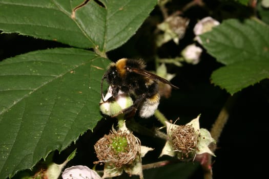 Large Earth Bumblebee (Bombus terrestris) on the blossom of a blackberry
