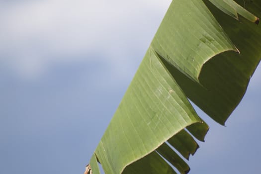 Tropical plant on a blue sky background