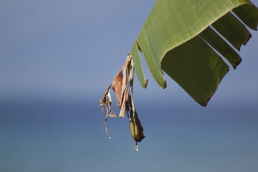 Tropical plant on a blue sky background