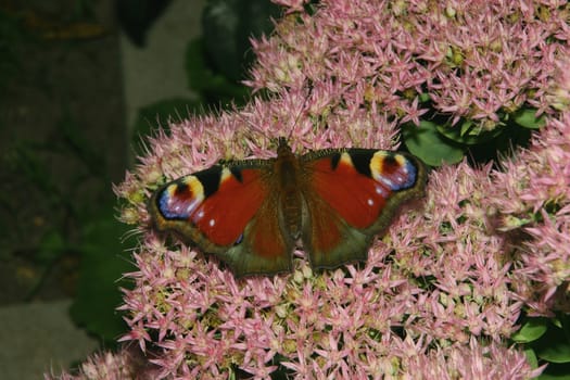 European Peacock (Inachis io) on a flower