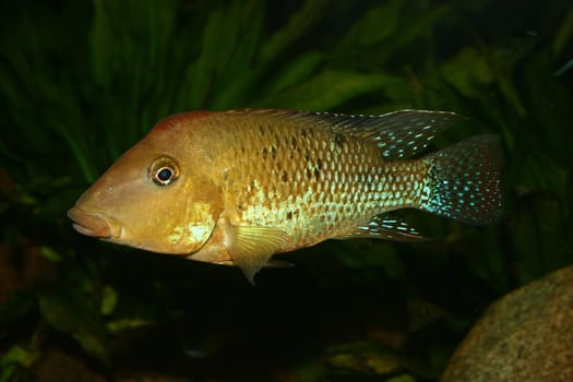 Redhead cichlid (Geophagus steindachneri) - Male 