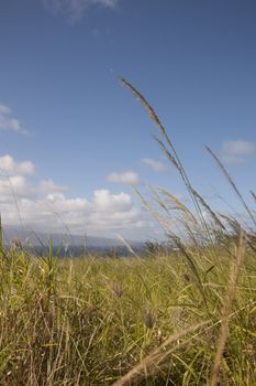 Tropical filed by the beach