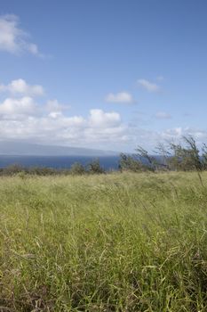 Tropical filed by the beach